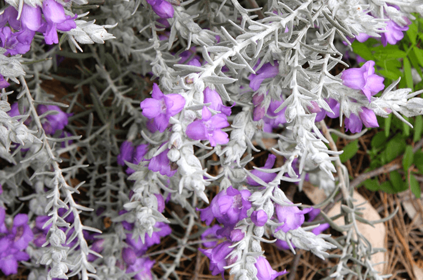 eremophila nivea