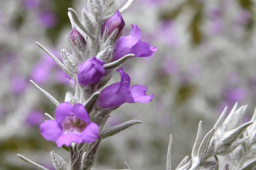 eremophila nivea