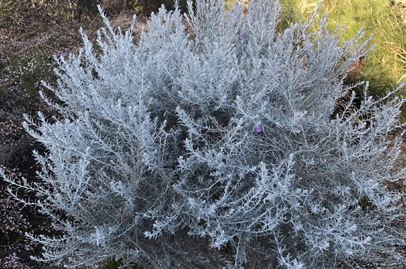 eremophila nivea