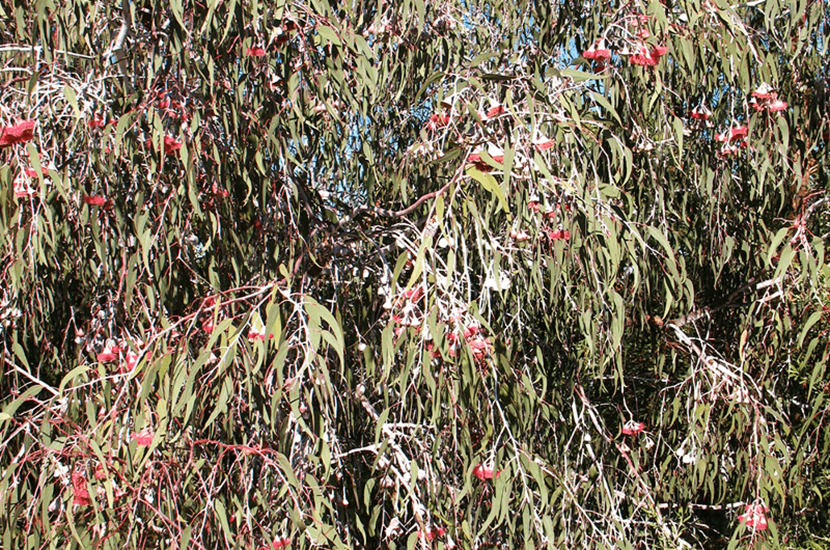 eucalyptus caesia