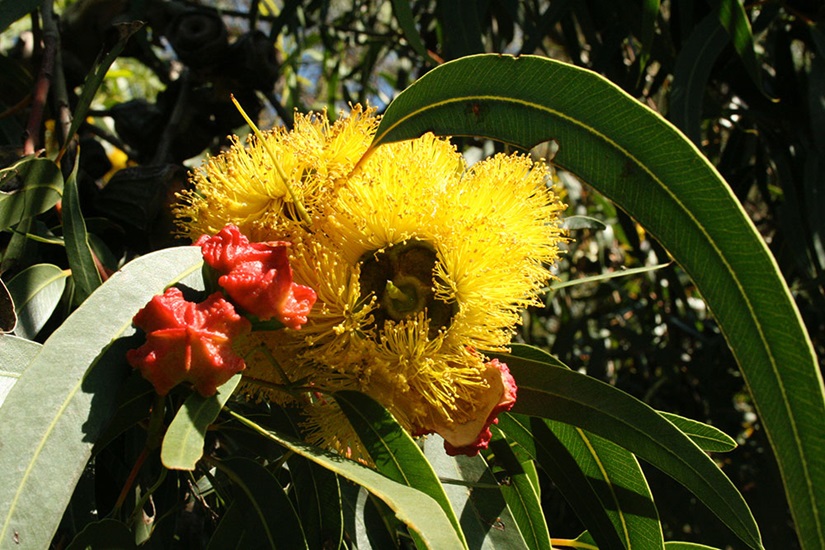 eucalyptus erythrocorys