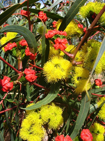 eucalyptus erythrocorys
