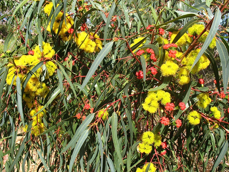 eucalyptus erythrocorys