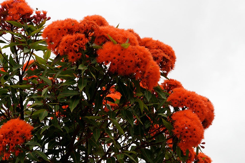 ficifolia