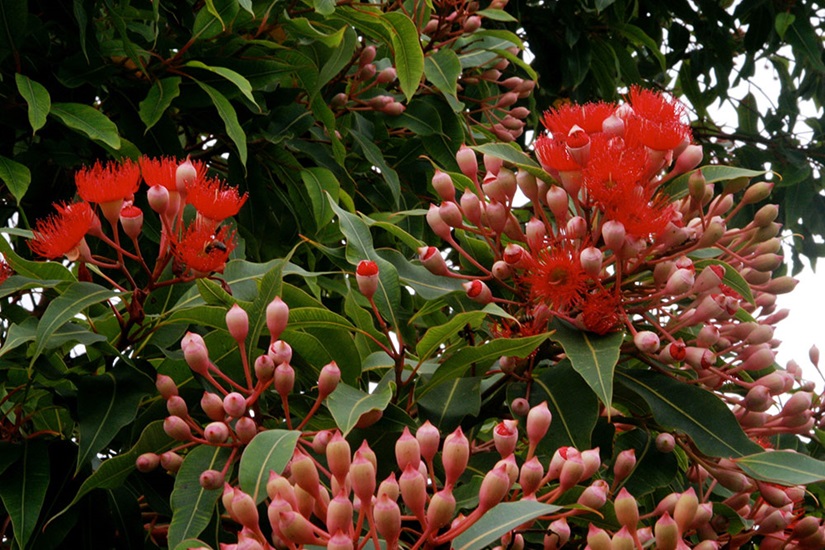 ficifolia