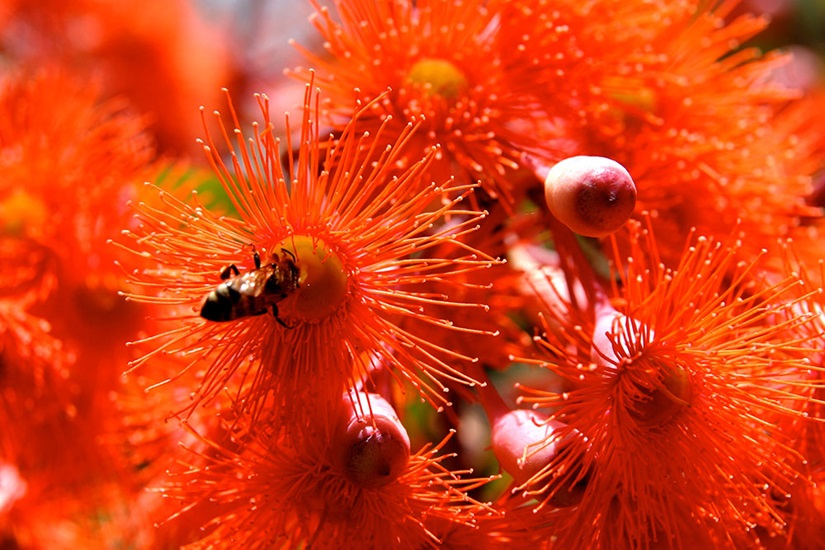 ficifolia cultivars