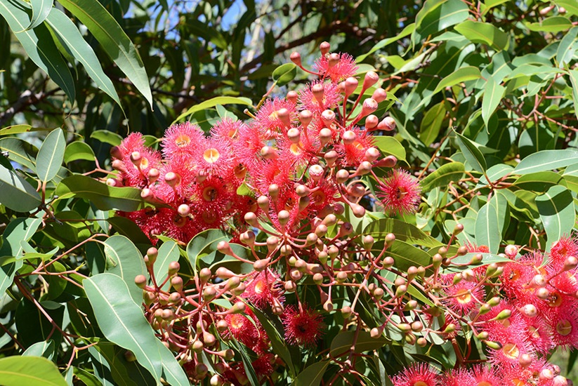 ficifolia cultivars