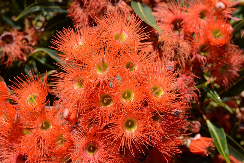 ficifolia cultivars