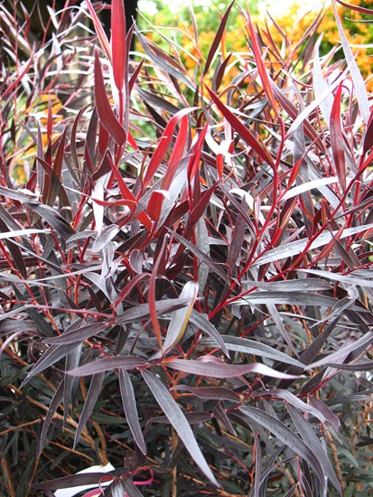 Agonis flexuosa 'Jervis Bay After Dark'