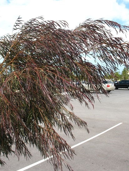 Agonis flexuosa 'Jervis Bay After Dark'