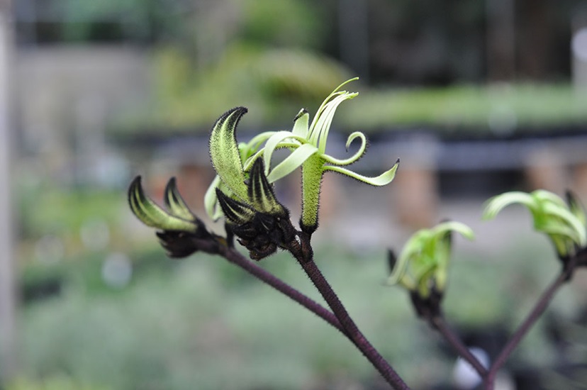 fuliginosa