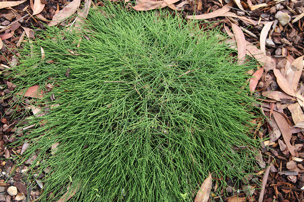 Casuarina glabra 'Cousin It'