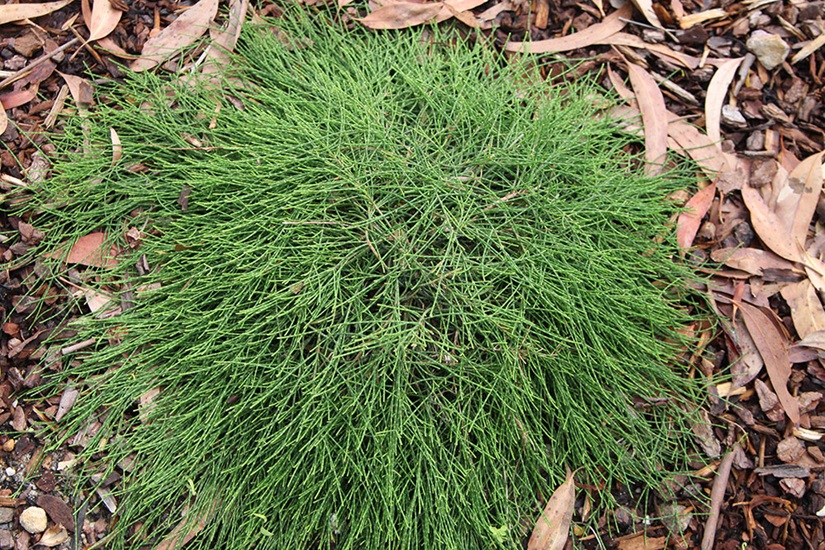 Casuarina glabra 'Cousin It'