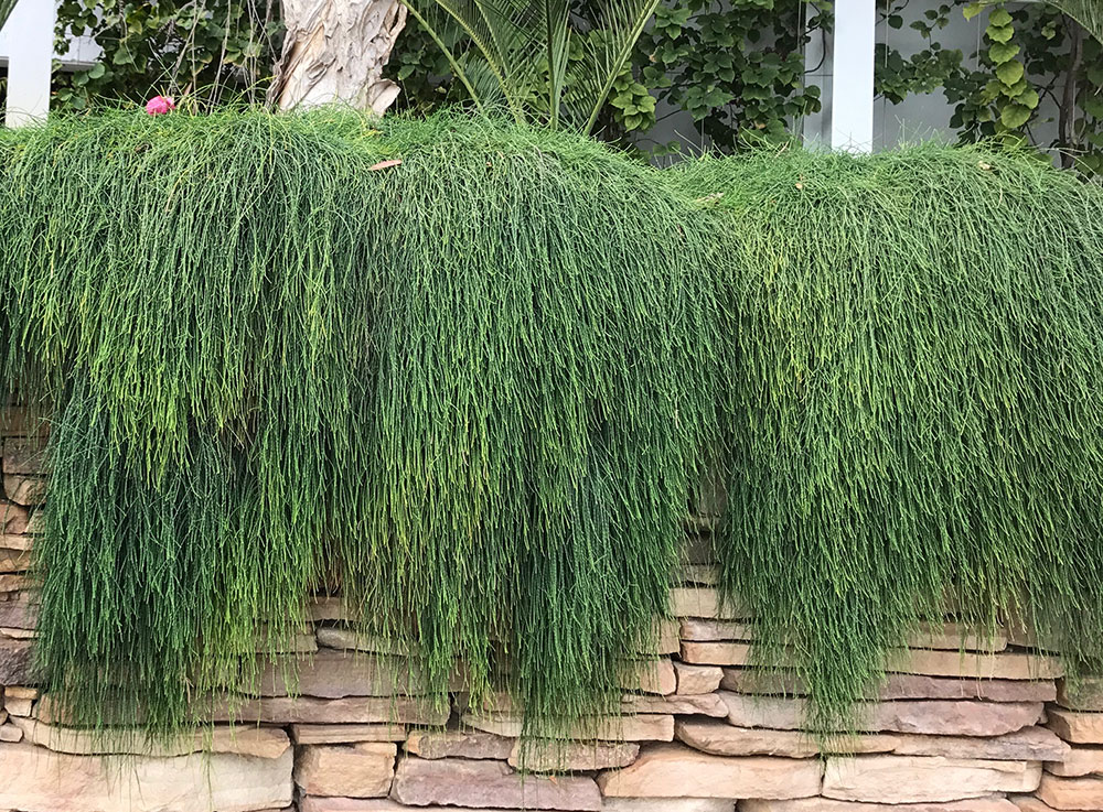 Casuarina glabra 'Cousin It'