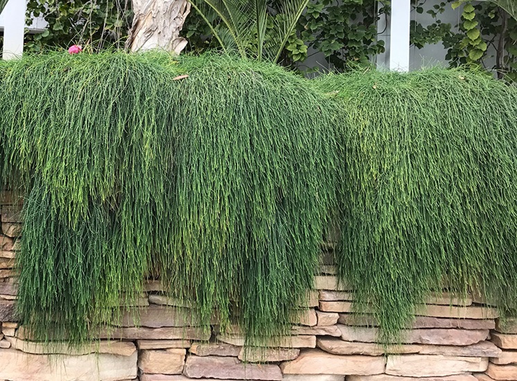 Casuarina glabra 'Cousin It'