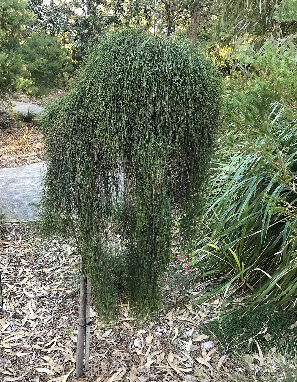 Casuarina glabra 'Cousin It'