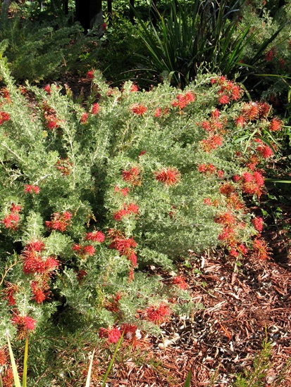 grevillea-preisii-gilt-dragon