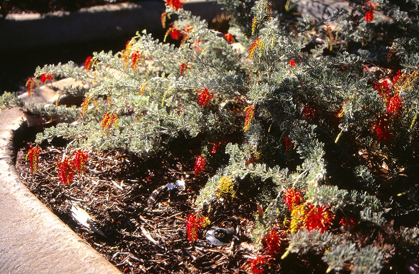 grevillea-preisii-gilt-dragon