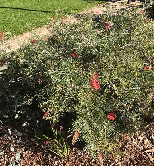 grevillea anzac