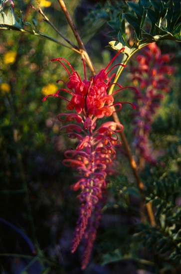 grevillea_bipinnatifida01
