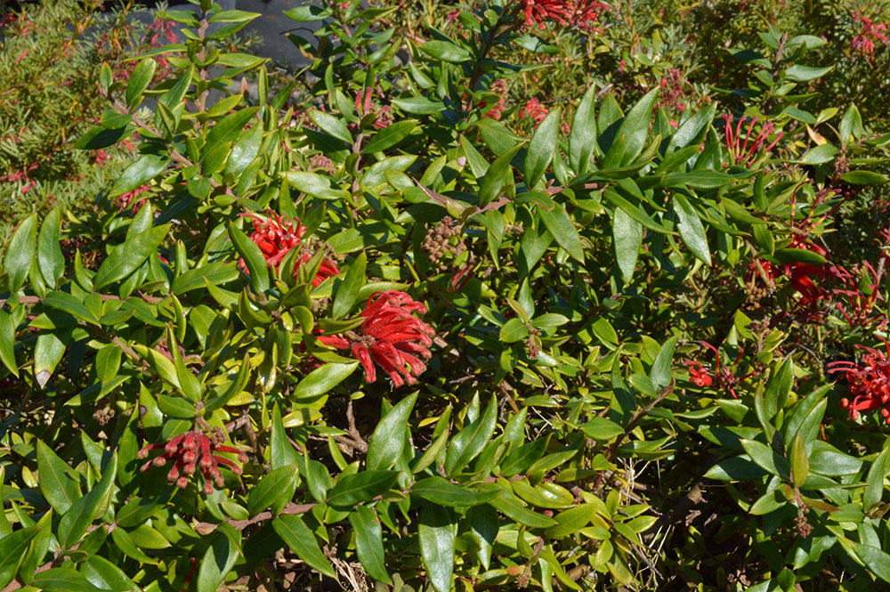 grevillea cherry cluster