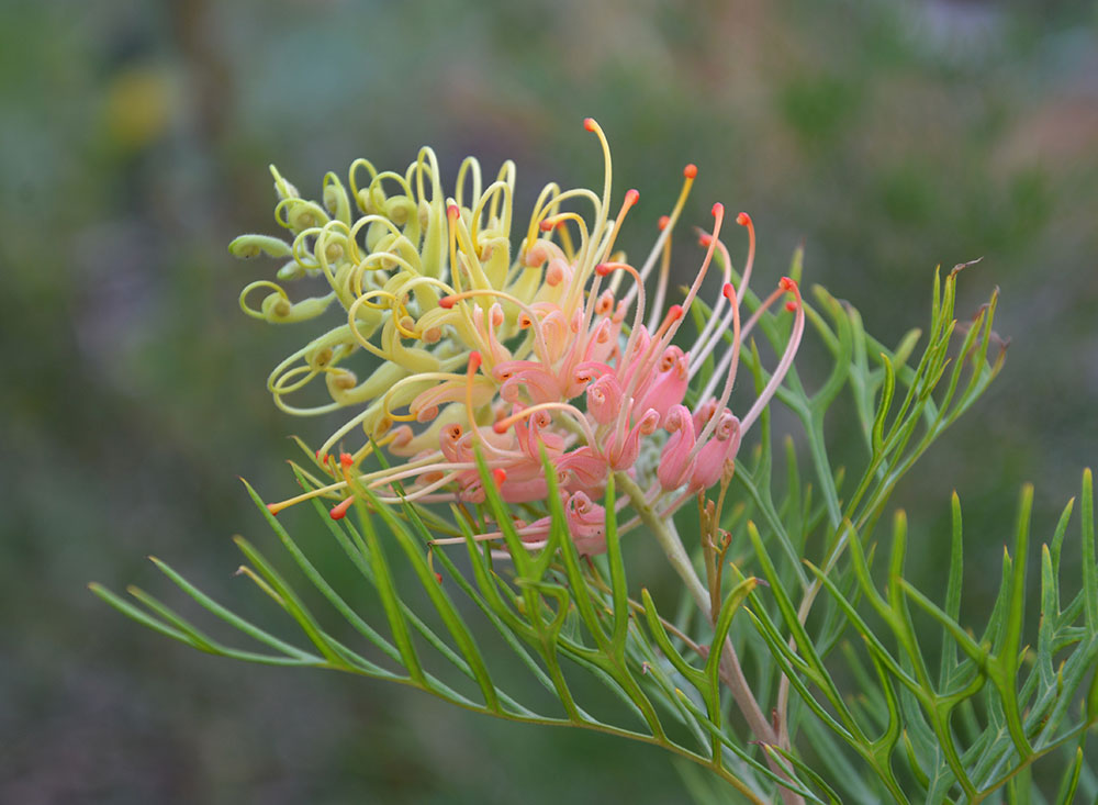 grevillea peaches cream 