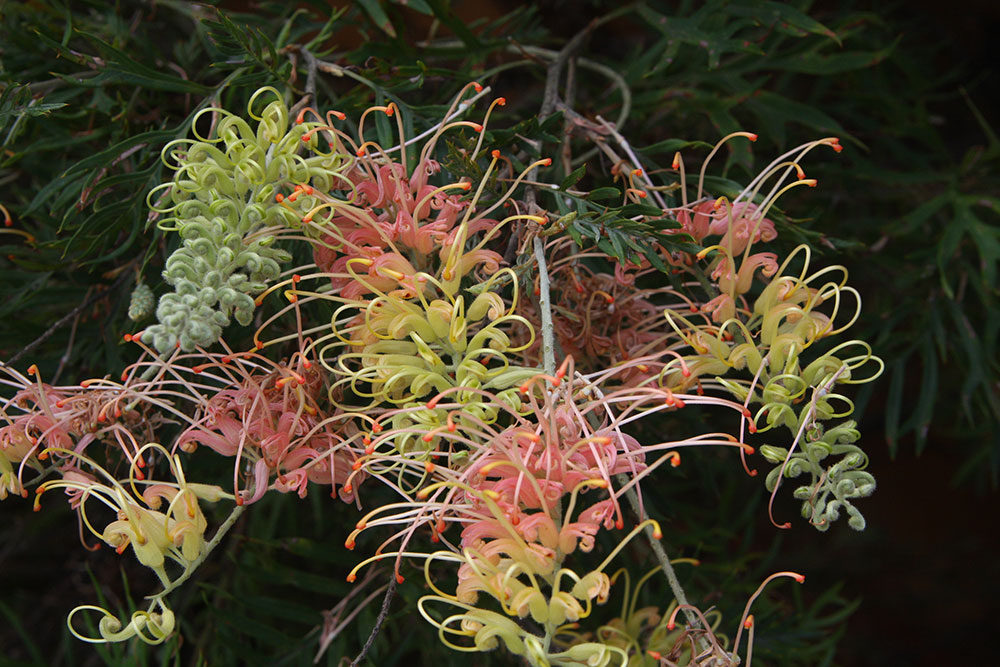 grevillea peachescream