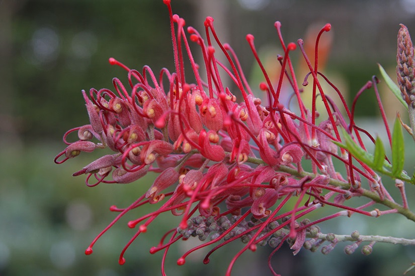 grevillea robyn gordon