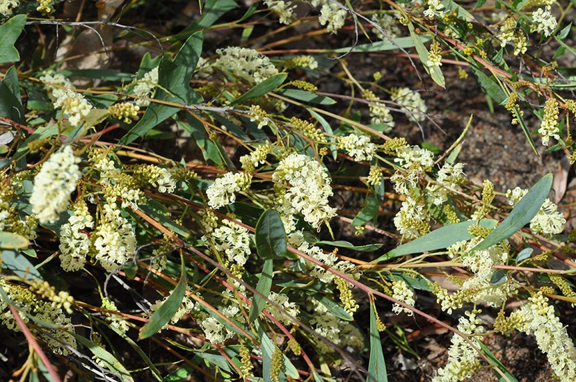 grevillea synaphea