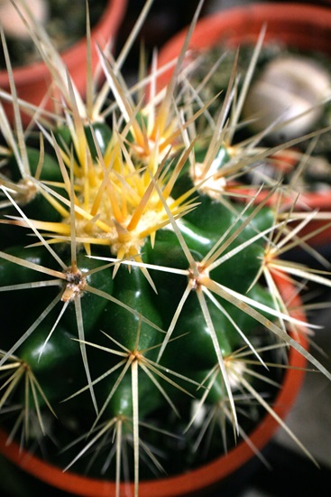 grusonii
