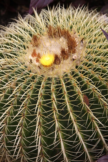 grusonii