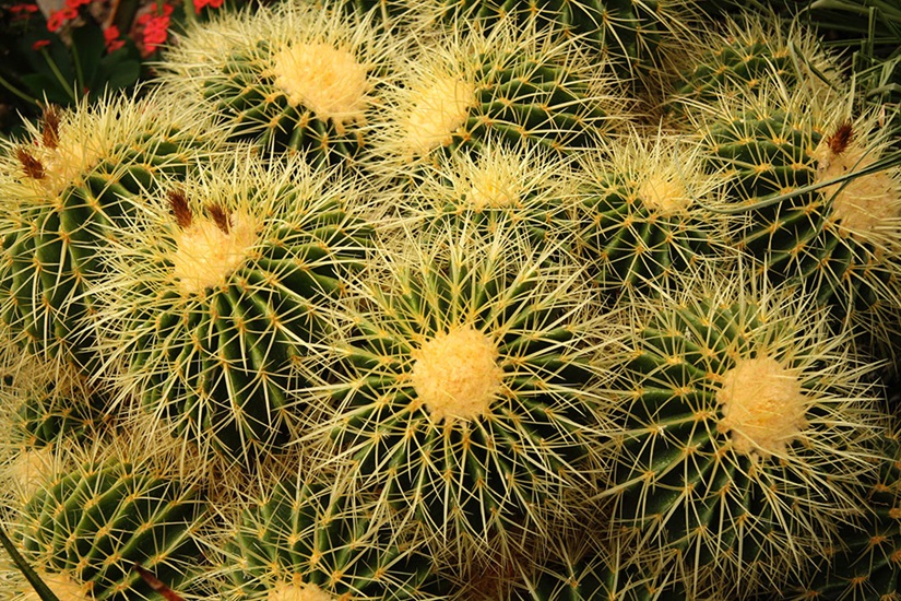 grusonii