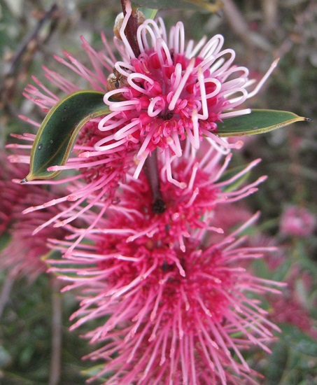 hakea burrendong