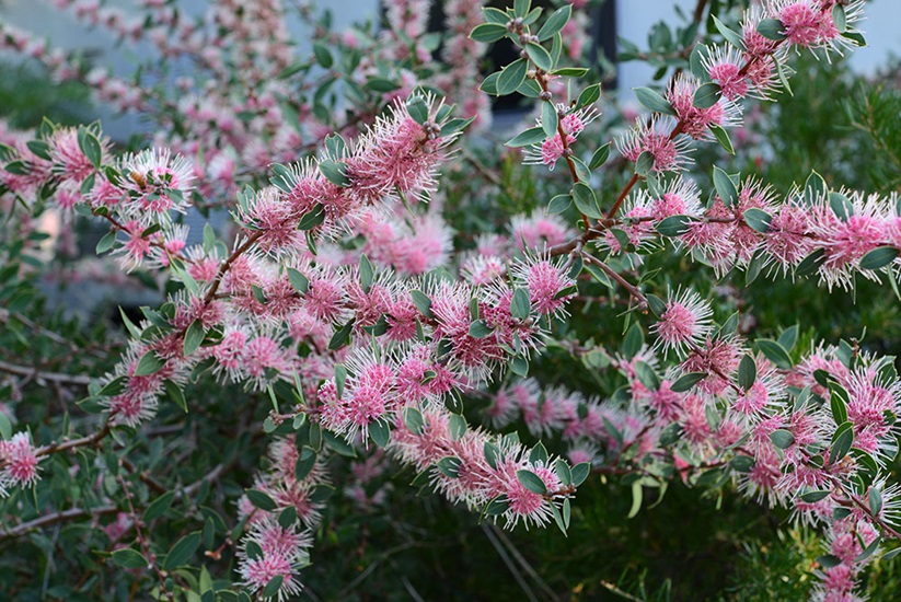 hakea burrendong