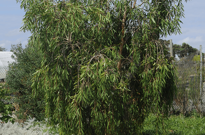 Hakea laurina hakea laurina