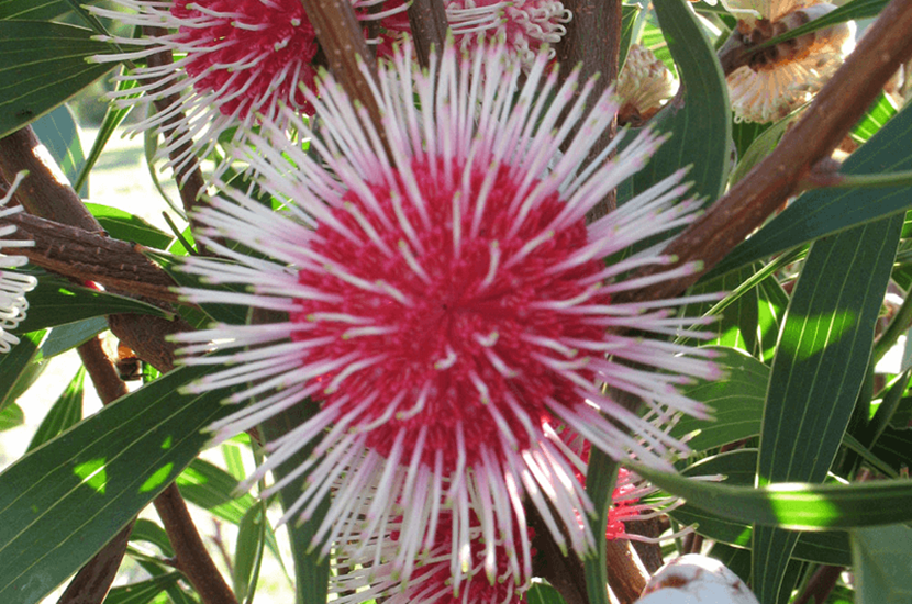 Hakea laurina hakea laurina