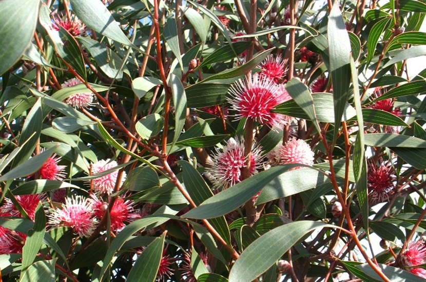 Hakea laurina hakea laurina