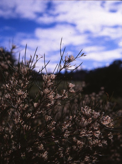 hakea trifurcata