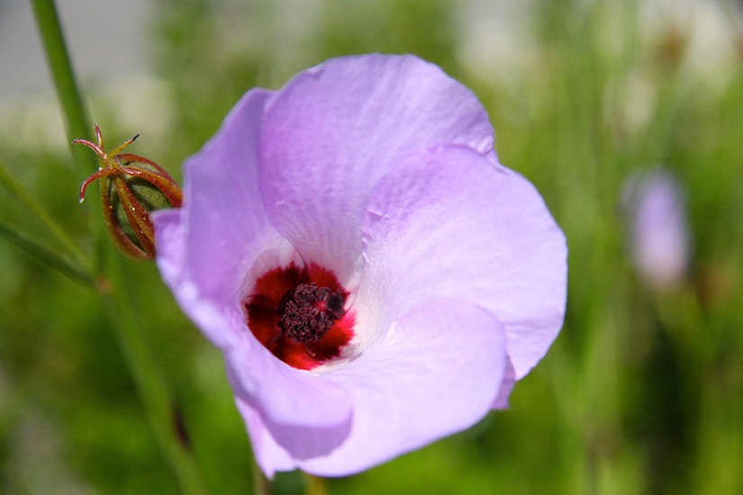 Alyogyne hakeifolia Cultivars