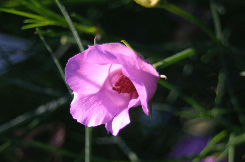 Alyogyne hakeifolia Cultivars