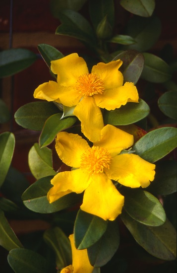 hibbertia scandens