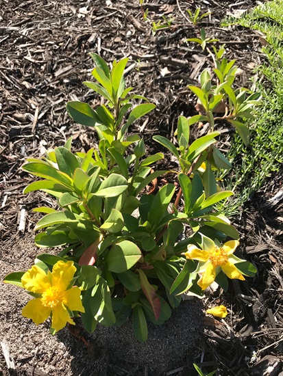 hibbertia scandens