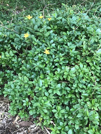 hibbertia scandens