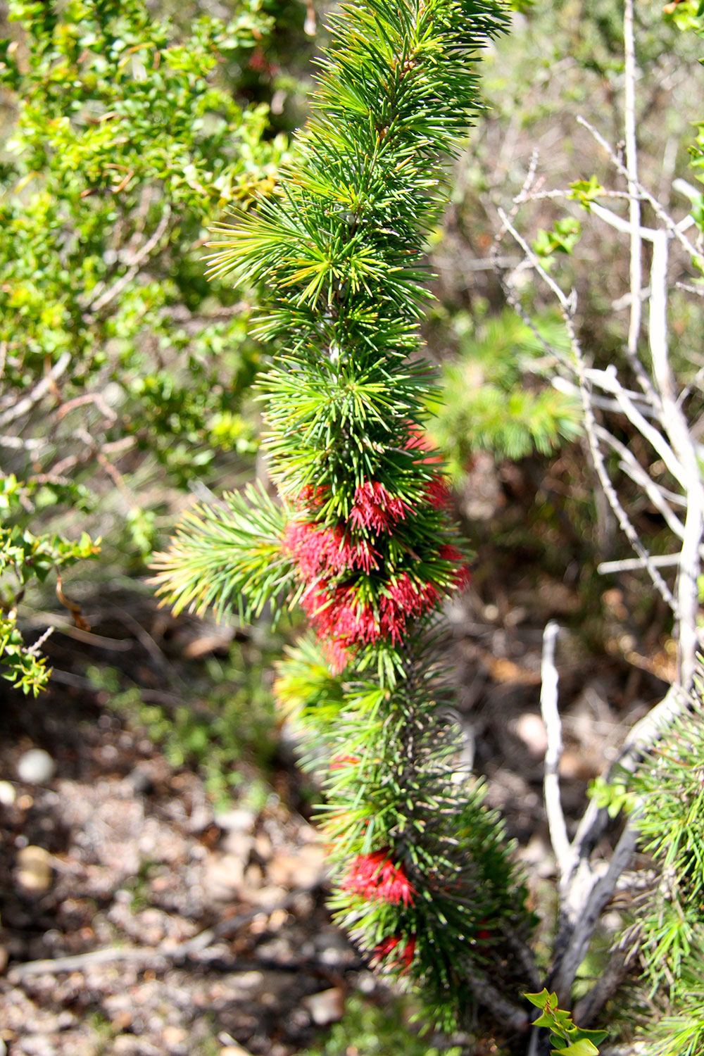 Calothamnus hirsutus
