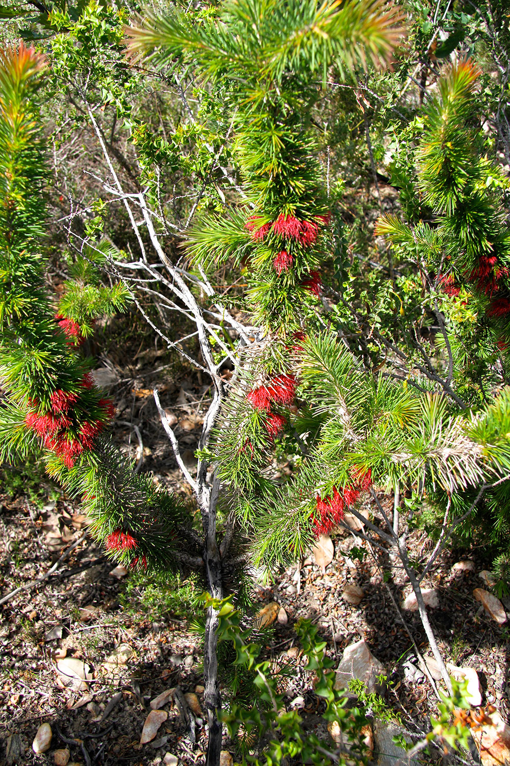 Calothamnus hirsutus