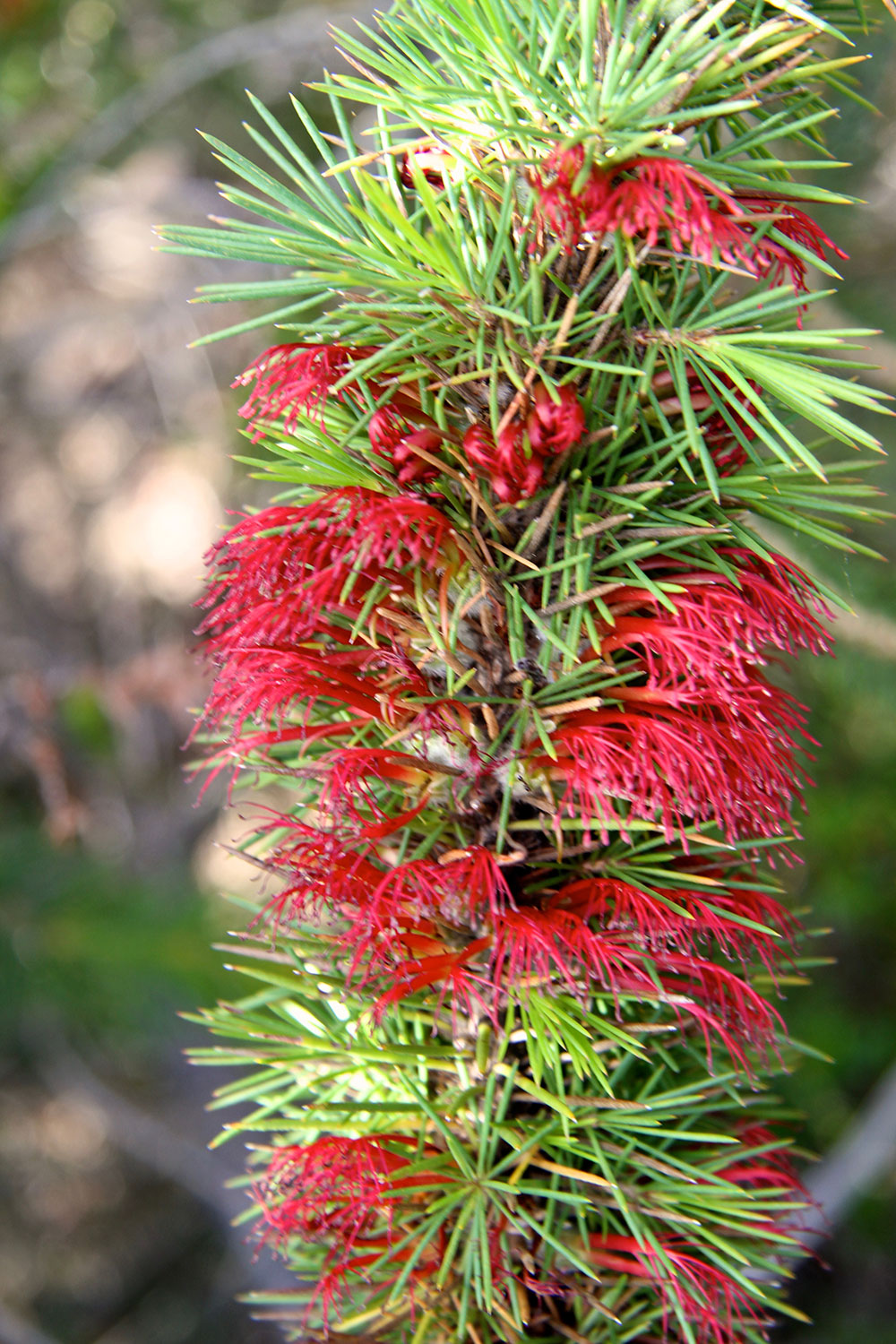 Calothamnus hirsutus