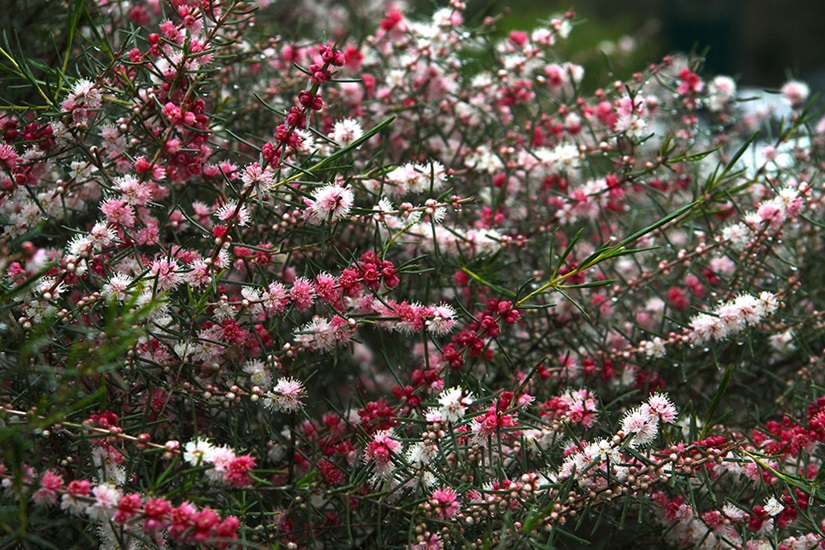 Hypocalymma-angustifolium01