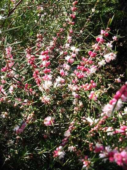 Hypocalymma-angustifolium01