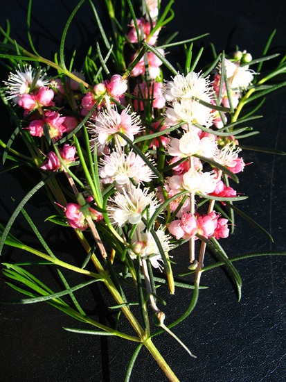 Hypocalymma-angustifolium01