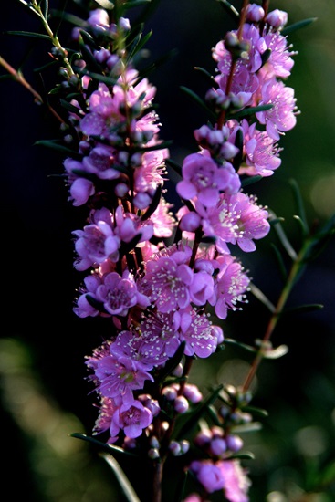 hypocalymma robustum